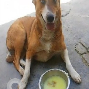 Missing: Brown Male Indie Dog from Sector 121, Noida-2