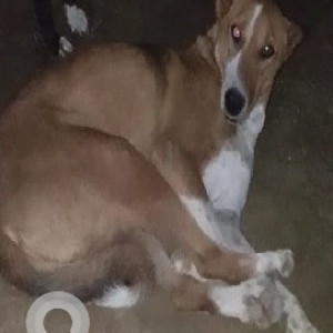 Missing: Brown Male Indie Dog from Sector 121, Noida