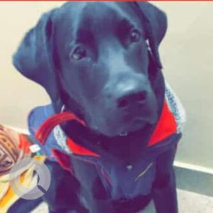 Missing: Black Male Labrador Dog from AJ Mart, Brijwasan