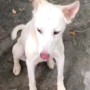 Found: White Male Indie Dog from Greater Kailash 2-2
