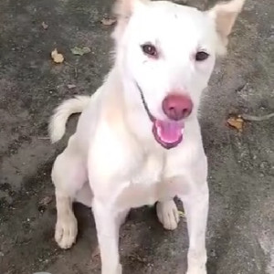 Found: White Male Indie Dog from Greater Kailash 2