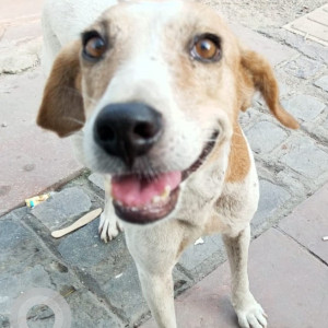 Missing: White-Brown Mix Female Indie Dog from Sector 135, Noida