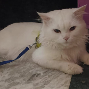 Found: White Male Persian Cat from 10th A cross Kanakanagar, RT Nagar