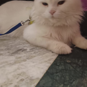 Found: White Male Persian Cat from 10th A cross Kanakanagar, RT Nagar-2