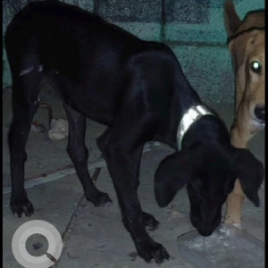 Missing: Black Male Indie Dog from Horizon View Business Ventures Pvt Ltd, 17, Block D, Sector 80, Noida-2