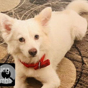 Missing: White Male Pomeranian Dog from Sector 12, Faridabad