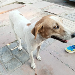 Missing: White-Brown Mix Female Indie Dog from Sector 135, Noida