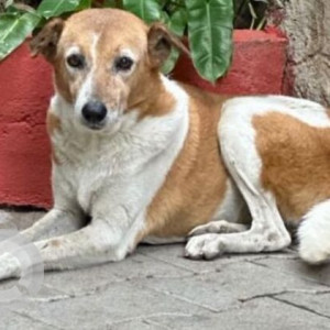 Missing: White-Brown Mix Female Indie Dog from Anna Nagar, B Block Chintamani