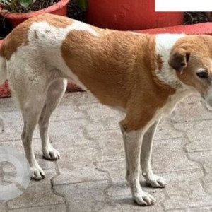 Missing: White-Brown Mix Female Indie Dog from Anna Nagar, B Block Chintamani-2