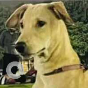 Missing: White-Brown Mix Male Indie Dog from Sector 12, Block S, Noida