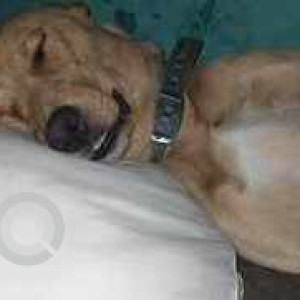 Missing: White-Brown Mix Male Indie Dog from Sector 12, Block S, Noida-2