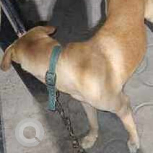 Missing: White-Brown Mix Male Indie Dog from Sector 12, Block S, Noida-3