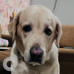 Missing: White Male Labrador Dog from Mylapore, Chennai