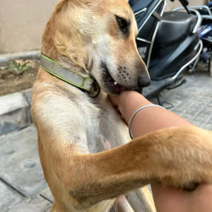 Missing: Brown Male Indie Dog from Grand Ajnara Heritage sector 74 Noida