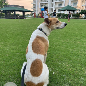 Missing: White-Brown Mix Male Indie Dog from Shree Vardhaman Victoria, Sector 70