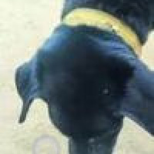 Missing: Black Male Labrador Dog from ICICI Bank , Manish Nagar,  Hotel Radhakrishnan, Parag Joshi clinic-2