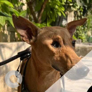 Missing: Brown Male Indie Dog from Mahadevan Street, West Mambalam