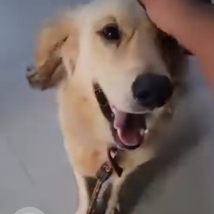 Found: Brown Male Labrador Dog from Suchitra, Hyderabad-3