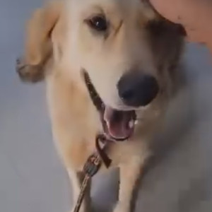 Found: Brown Male Labrador Dog from Suchitra, Hyderabad-2