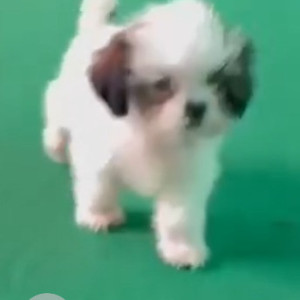 Missing: White-Brown Mix Female Suzoo Dog from Tatyatope society wanowarie opposite to Shivarkar garden-2