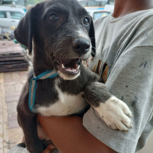 Missing: Black and White Female Indie Dog from Chirag, Jalboard,  MCD office near fish market, Delhi