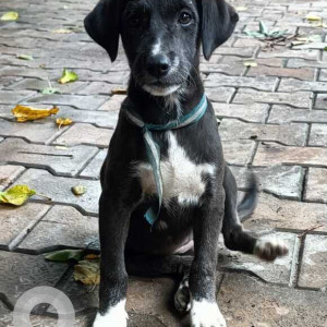 Missing: Black and White Female Indie Dog from Chirag, Jalboard,  MCD office near fish market, Delhi-2