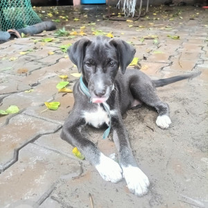 Missing: Black and White Female Indie Dog from Chirag, Jalboard,  MCD office near fish market, Delhi-3