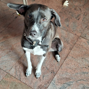 Missing: Black and White Female Indie Dog from Thyagarajanagar 3rd Block near Gangamma temple