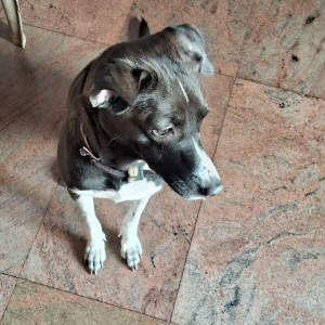 Missing: Black and White Female Indie Dog from Thyagarajanagar 3rd Block near Gangamma temple-2