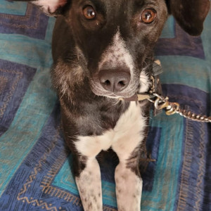 Missing: Black and White Female Indie Dog from Thyagarajanagar 3rd Block near Gangamma temple-3