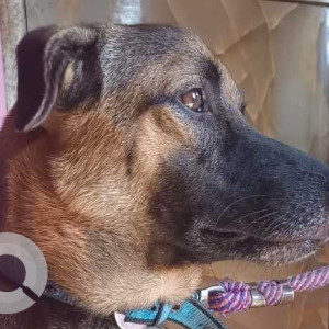 Missing: Black and Brown Male Indie mixed Dog from Bhandup west mumbai tata power company-3
