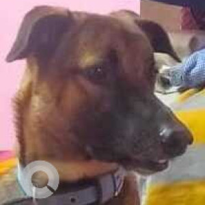 Missing: Black and Brown Male Indie mixed Dog from Bhandup west mumbai tata power company-2