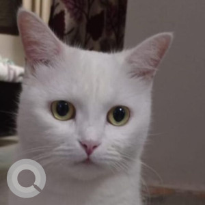 Missing: White Female Indie Cat from Sector 157, Noida