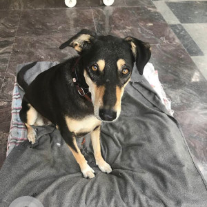 Missing: Black and White Female Indie Dog from Jangpura, New Delhi-2