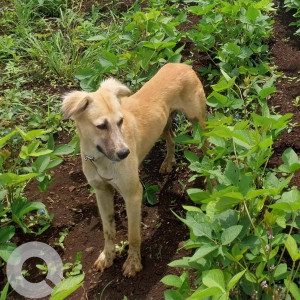 Missing: Brown Male German Shepherd Dog from Shewalwadi area, PS Villa, Pune-4
