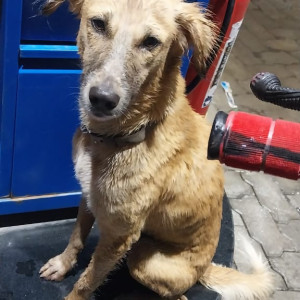 Missing: Brown Male German Shepherd Dog from Shewalwadi area, PS Villa, Pune-2