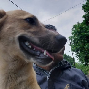 Missing: Brown Male German Shepherd Dog from Shewalwadi area, PS Villa, Pune-3