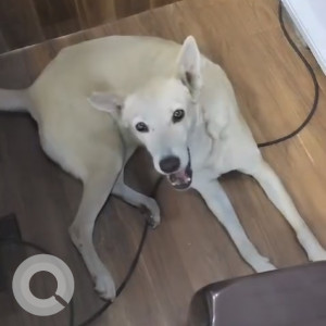 Missing: White Female Indie Dog from Salunkhe Vihar Road, near Badhai sweets