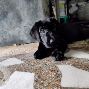 Missing: Black Female Indie Dog from Vikas Puri, Bhudela Village, REB Building Market, Delhi-2