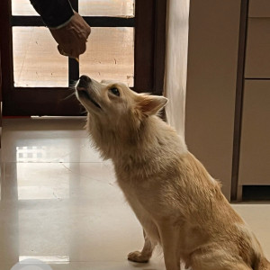 Missing: White Female Pomeranian mix Dog from Sectror 38 near Vivek high school, Gurugram-2