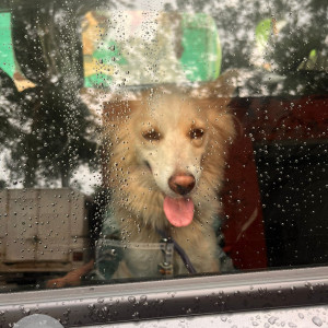 Missing: White Female Pomeranian mix Dog from Sectror 38 near Vivek high school, Gurugram-3