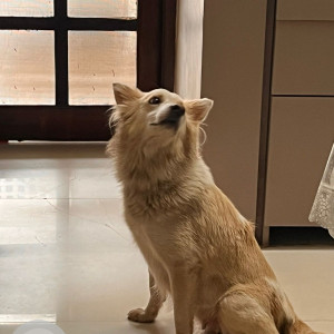 Missing: White Female Pomeranian mix Dog from Sectror 38 near Vivek high school, Gurugram-4