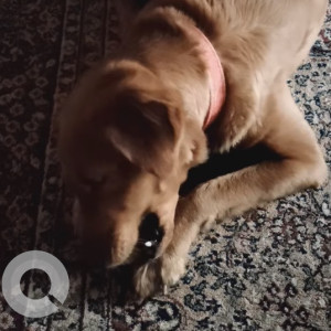 Found: Brown Female Indie Dog from S&P Signature villas, Nedukundram-3