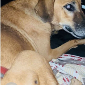 Missing: Brown Female Indie Dog from Sector 55/56 Metro Station Gate no. 2