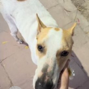 Missing: White-Brown Mix Male Indie Dog from Krishna Jayanti  Park, Preet Vihar, Delhi