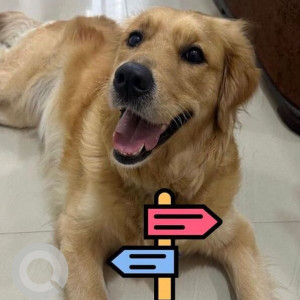 Found: Golden Female Golden Retriever Dog from Uttam Nagar, New Delhi