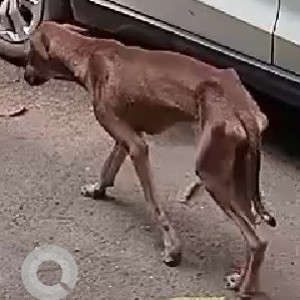 Found: Brown Male Indie Dog from S-7, Khanda colony, Panvel