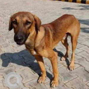 Missing: Brown Male Indie Dog from Sector 37c, Gurugram