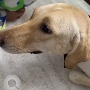 Missing: White Female Labrador Dog from Niti Khand, Indirapuram-2