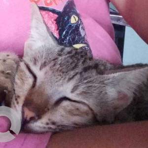 Missing: White and Grey Female Common Indian cat Cat from Near putti bada
